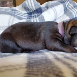 German Shepherd Puppies from Kruegerhaus German Shephers