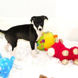 Yasmin's Female 2 - Black female Italian Greyhound puppy in Sparta Tn And Caryville Fl, Tennessee from Summerwind Kennel