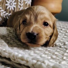 Kittie - Cream female Dachshund puppy in Thomaston, Georgia from UGG Ranch