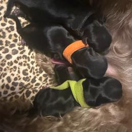 Geoffery - Black and tan male Yorkipoo puppy in Tangipahoa County, Louisiana from Riche’ Louisiana Yorkies