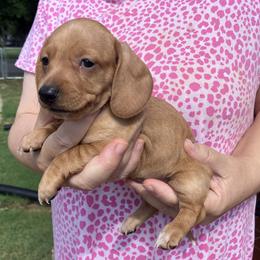 Spot - Cream male Dachshund puppy in Mocksville, North Carolina from The Dachs of Hazzard Dachshunds