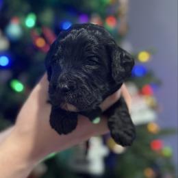 Dasher - Phantom male Goldendoodle puppy in Howard City, Michigan from Doodles and Chaos