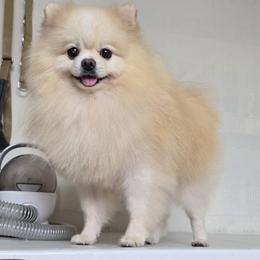Pomeranian All Grown Up from Poms of The Shire