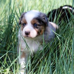 Australian Shepherd Puppies from Frying Pan Ranch Australian Shepherds