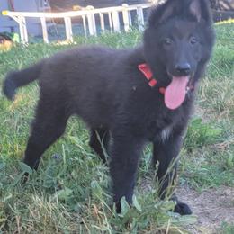 Puppy 2 - Black female Belgian Sheepdog puppy in Green Bluff, Washington from Clawson Belgians