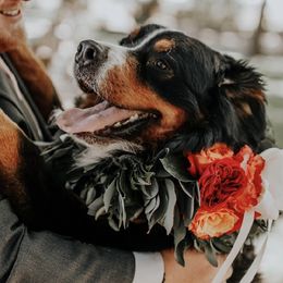 Tucker - Bernese Mountain Dog