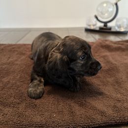Dachshund Puppies from Lily’s Mini Dachshunds