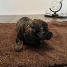Dachshund Puppies from Lily’s Mini Dachshunds
