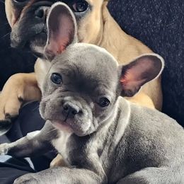 Bexley - French Bulldog