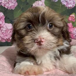 Esther - Chocolate female Havanese puppy in Clermont, Florida from Country Sweet Havanese and Creative Coaching