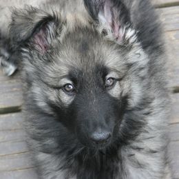 Shiloh Shepherd Puppies from Solace Shilohs