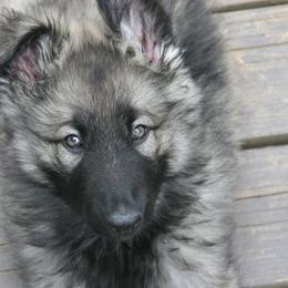 Shiloh Shepherd Puppies from Solace Shilohs