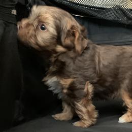 Yorkshire Terrier Puppies from Chocolate and Parti Yorkies in Florida