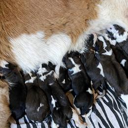Boy 4 - male Saint Bernard puppy in Albany, Georgia from Magnolia Saint Bernards