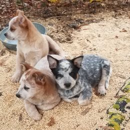 Australian Cattle Dog Puppies from Mystic DK Australian Cattle Dogs