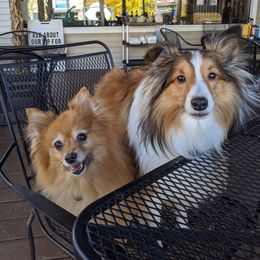 Shetland Sheepdog All Grown Up from Fox Point Farm Toy Shelties