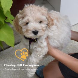 Cockapoo Puppies from Chesley Hill Cockapoos