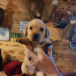Boy 1 - Yellow male Labrador Retriever puppy in Hebron, Kentucky from Top Notches Labrador Retrievers