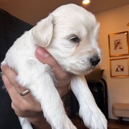 Boy 2 - White male Miniature Schnauzer puppy in Seagoville, Texas from JC miniature schnauzers
