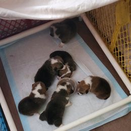 Pembroke Welsh Corgi Puppies from Dellinger's Corgi's