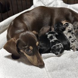 Dachshund Puppies from Hidden Creek Dachshunds