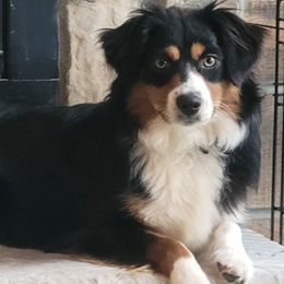 Miniature Australian Shepherds from Okie's Aussies