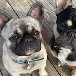French Bulldogs from Dreasbullies