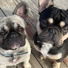 French Bulldogs from Dreasbullies