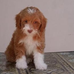 Ginger - Golden female Double Doodle puppy in Los Angeles, California from Deane’s Double Doodles