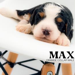 Max - Tri-color male Bernedoodle puppy in Tipton, Indiana from Country Creek Doodles