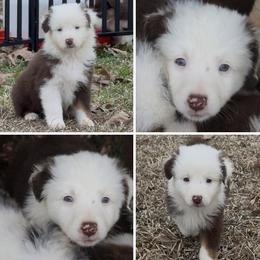 Cinnamonroll-1000 - Red tri-color male Australian Shepherd puppy in Star City, Arkansas from Blush & Lace Aussie Co.