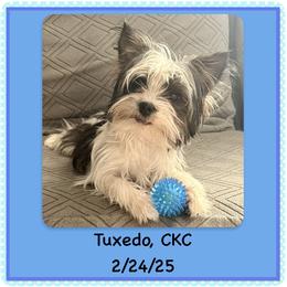 Tux - Yorkshire Terrier