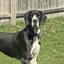 Piper Rayne - Great Dane