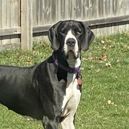 Piper Rayne - Great Dane