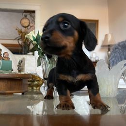 Dachshund Puppies from Cromwell Cogsworth Dachshunds of South West Michigan