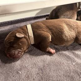 Grey Boy - Chocolate male Labrador Retriever puppy in Rock Hill, South Carolina from North Star Retrievers