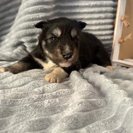 Checkers - Black tan and white female Siberian Husky puppy in London, Ohio from Rose Trail Siberian’s