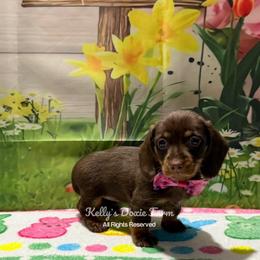 Chocolate and Tan Soft Wire Female Pink Collar - Chocolate and tan female Dachshund puppy in Cleveland, Tennessee from Kelly's Doxie Farm