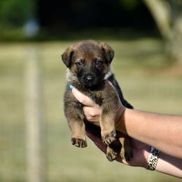Black - Sable male German Shepherd puppy in Cherryville, North Carolina from Masky Kennel