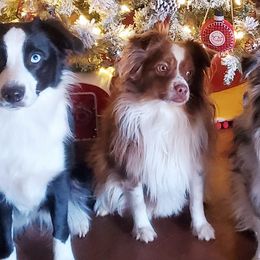 Miniature Australian Shepherds from Arukah Aussies