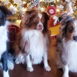 Miniature Australian Shepherds from Arukah Aussies