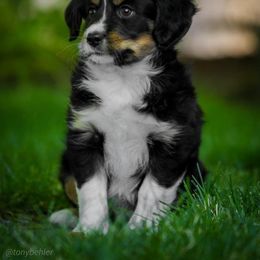Aussiedoodle, Miniature Australian Shepherd, and Poodle Puppies from Woodwind Miniatures
