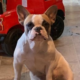 French Bulldogs from Triple vVv Kennels