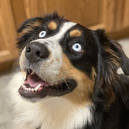 Jester - Australian Shepherd