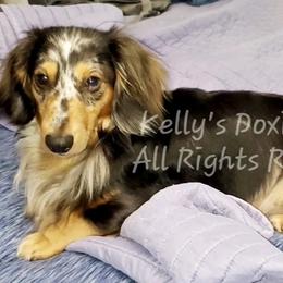 Wrangler - Dachshund