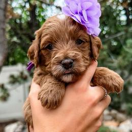 Hope - Red  female Goldendoodle puppy in Pleasant Grove, Utah from Destination Doodles