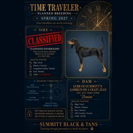 Denim - Black and Tan Coonhound