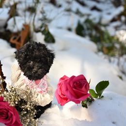 Cavapoo, Cockapoo, and Poodle Puppies from Heavenly Puppies to Love