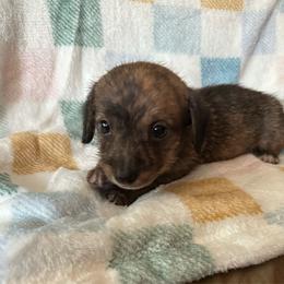 Judy - Brindle female Dachshund puppy in Henrico, Virginia from All About Pets