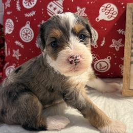 Girl 4 - Merle female Bernedoodle puppy in Perryville, Maryland from Heavenly Heritage Dachshunds and Doods